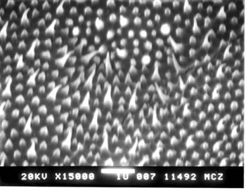 Media type: image; Herpetology R-112088
